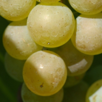 Villaris Beeren 10 ANT 0993